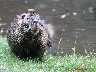 Nutria1.jpg