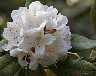 6522-Rhododendronbluete.jpg