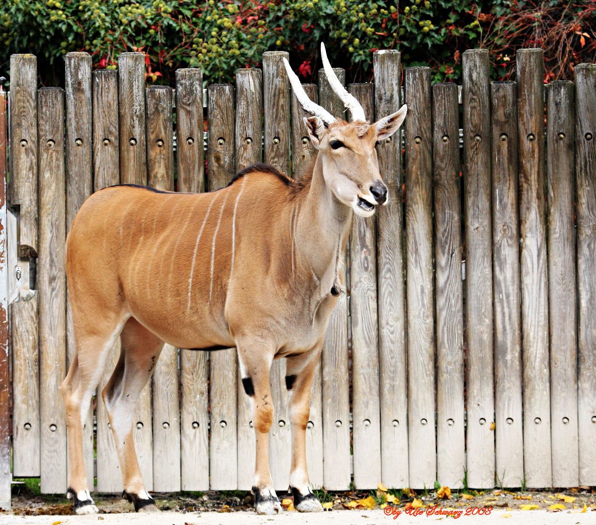 Klicken zum Vergrößern!