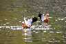 badende_enten.jpg