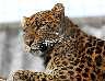 chinLeopard1.jpg