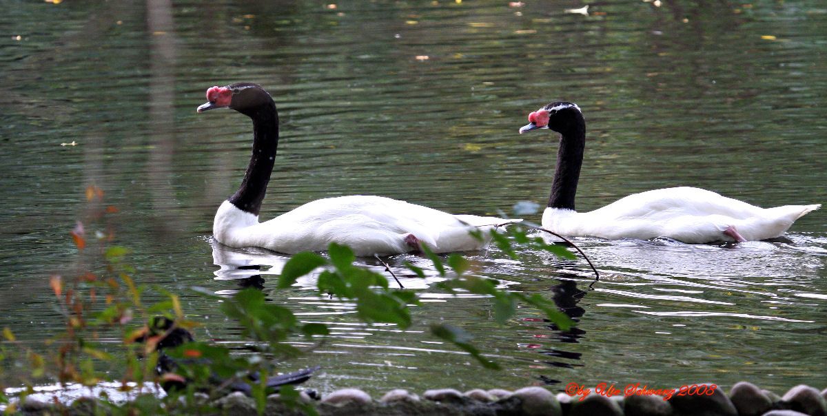 Klicken zum Vergr&ouml;&szlig;ern!