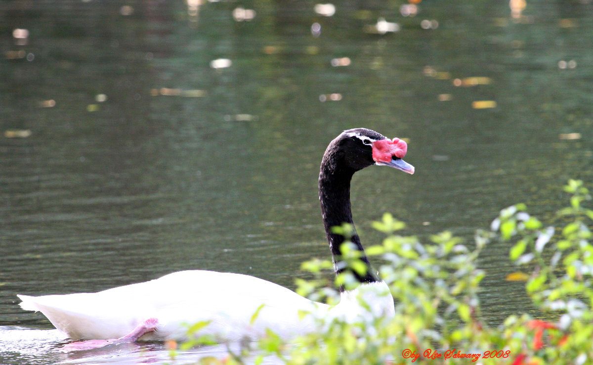 Klicken zum Vergr&ouml;&szlig;ern!