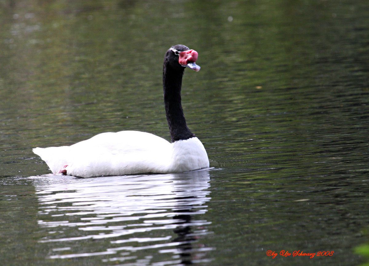 Klicken zum Vergr&ouml;&szlig;ern!