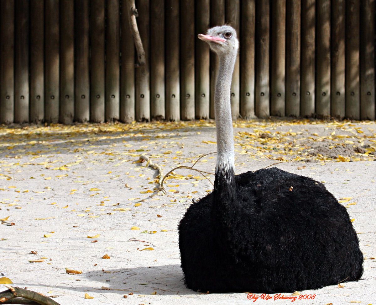 Klicken zum Vergr&ouml;&szlig;ern!