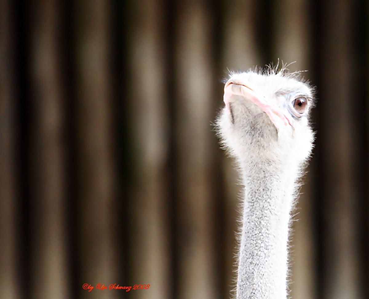 Klicken zum Vergr&ouml;&szlig;ern!