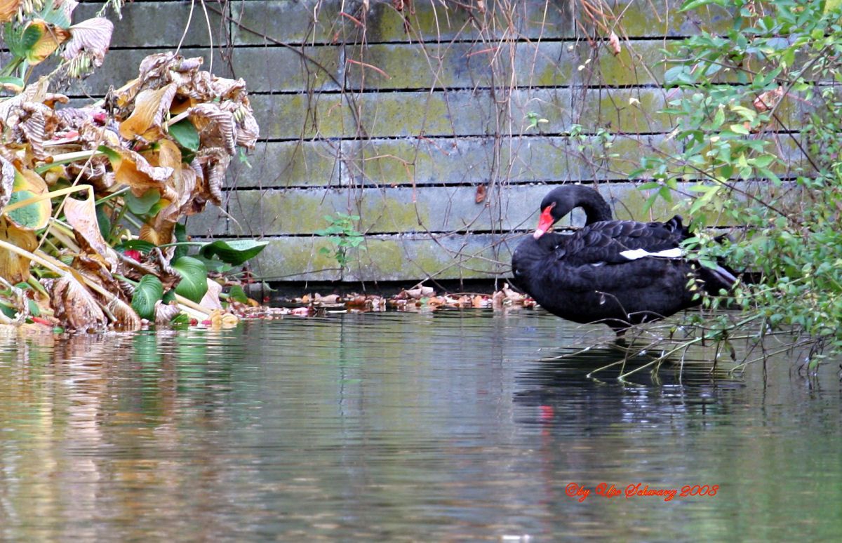 Klicken zum Vergr&ouml;&szlig;ern!