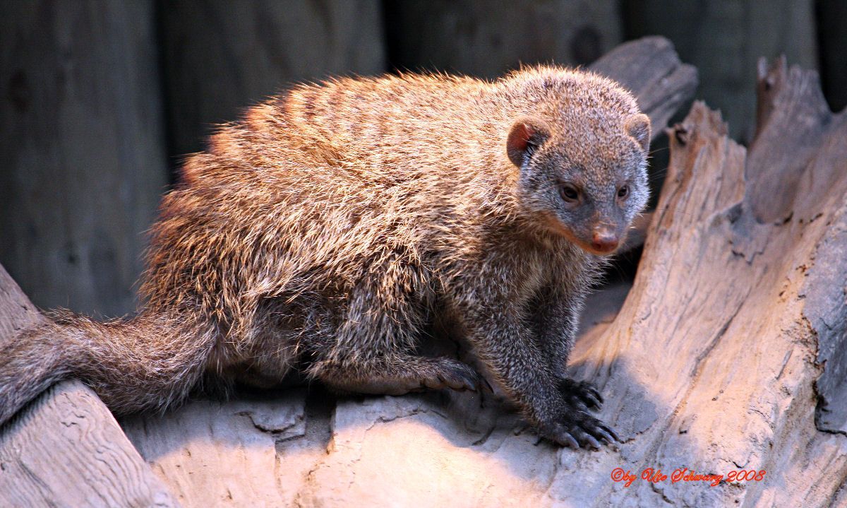 Klicken zum Vergr&ouml;&szlig;ern!