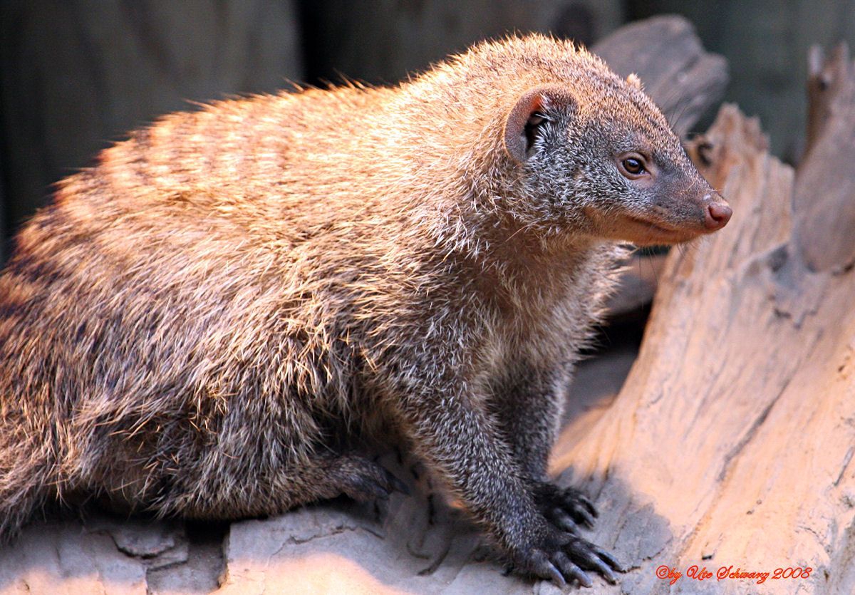 Klicken zum Vergr&ouml;&szlig;ern!