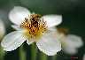 blume1.jpg