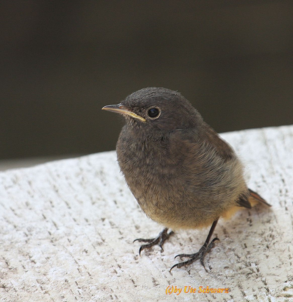 Klicken zum Vergr&ouml;&szlig;ern!