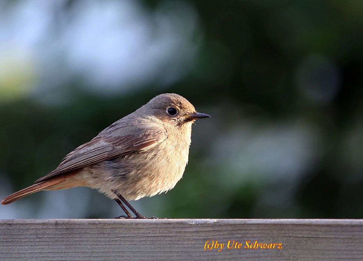 Klicken zum Vergr&ouml;&szlig;ern!
