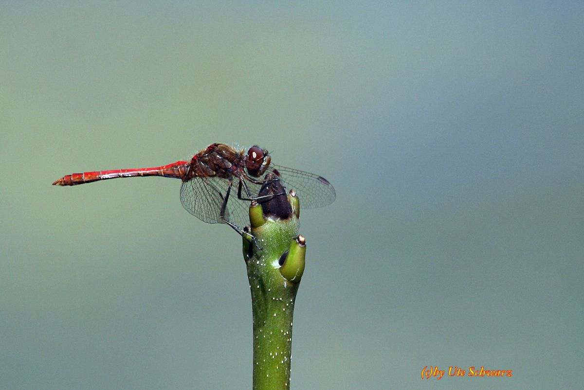 Klicken zum Vergr&ouml;&szlig;ern!