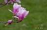 magnolie_01.jpg