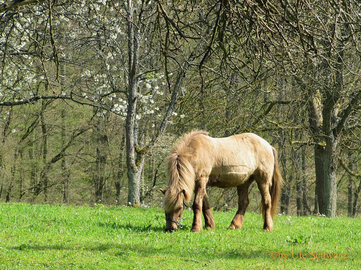 Klicken zum Vergr&ouml;&szlig;ern!