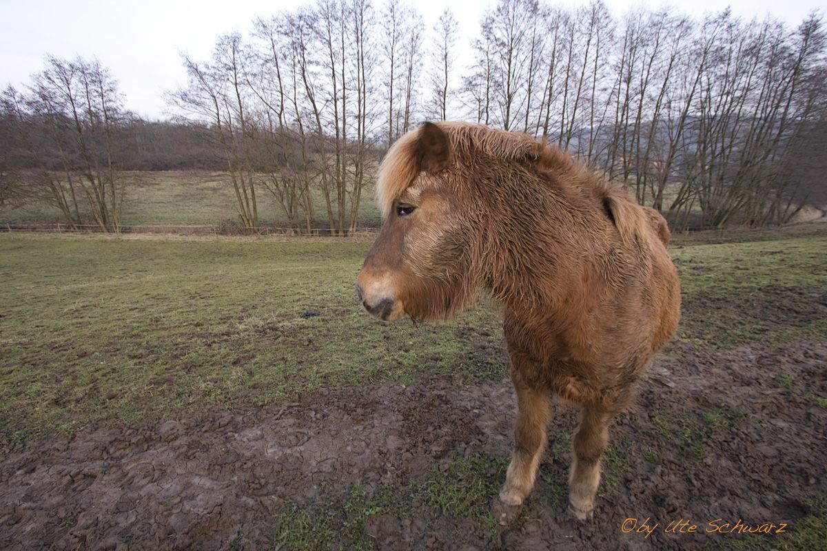 Klicken zum Vergr&ouml;&szlig;ern!