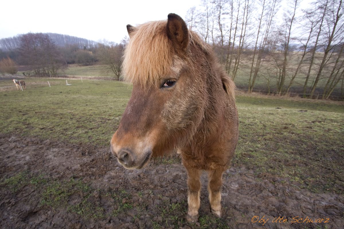 Klicken zum Vergr&ouml;&szlig;ern!