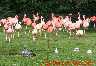 Flamingos02.jpg