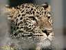 pers.leopard3.jpg