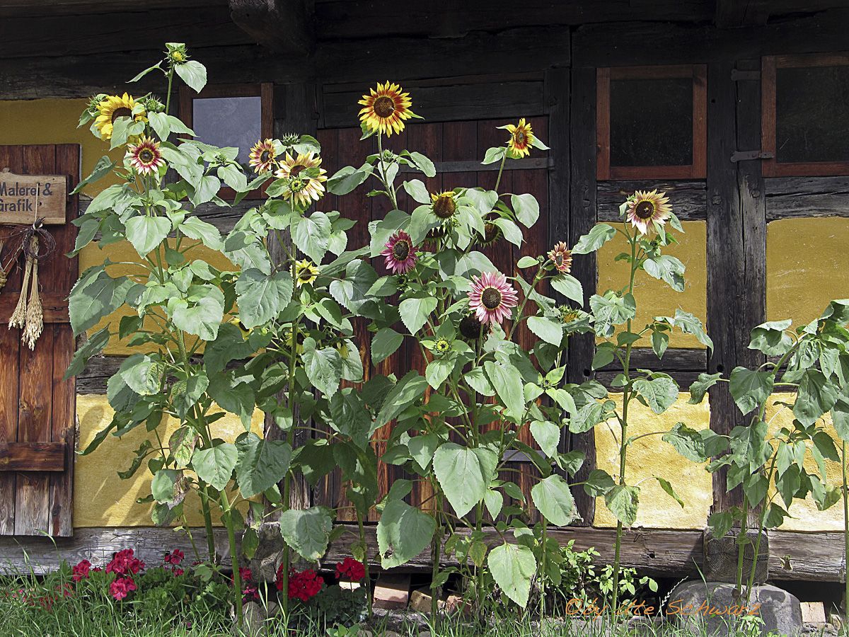 Klicken zum Vergr&ouml;&szlig;ern!