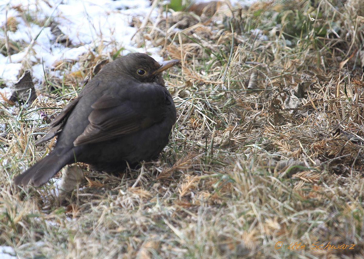 Klicken zum Vergrößern!