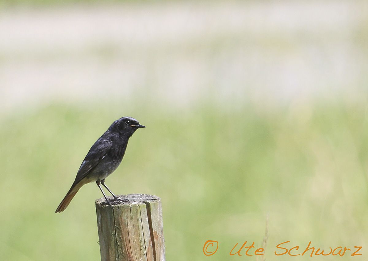 Klicken zum Vergr&ouml;&szlig;ern!