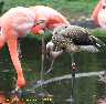 4082-Flamingos.jpg