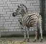 6575-Zebra.jpg