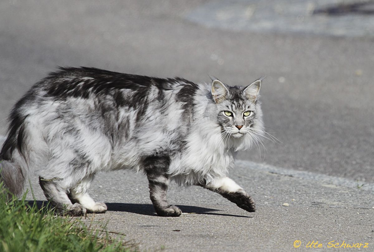 Klicken zum Vergr&ouml;&szlig;ern!