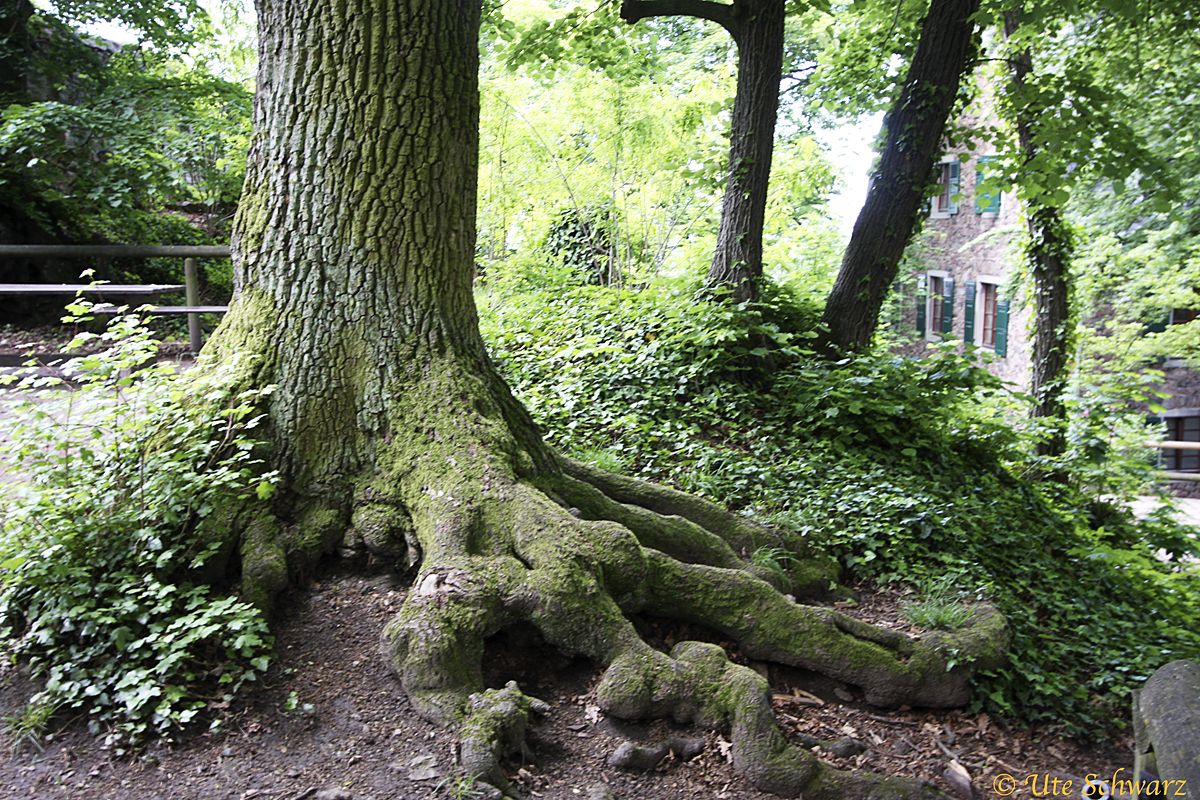 Klicken zum Vergr&ouml;&szlig;ern!