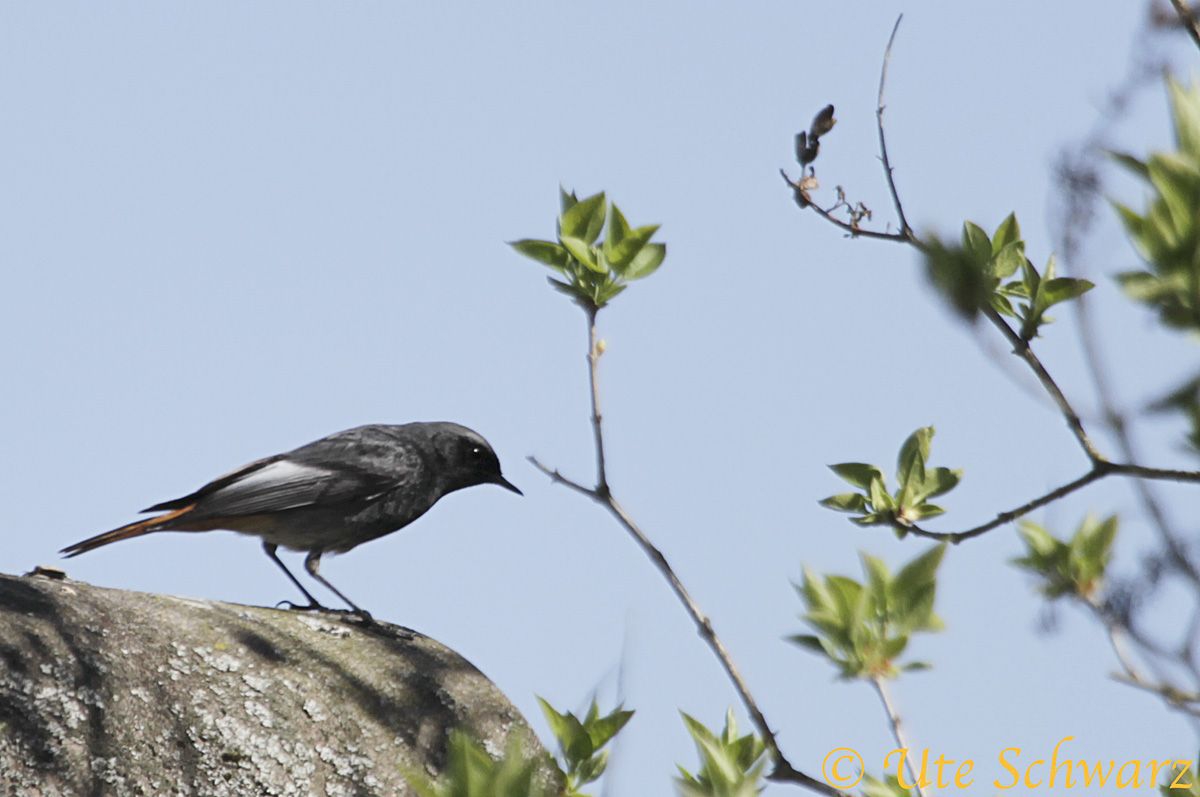 Klicken zum Vergr&ouml;&szlig;ern!