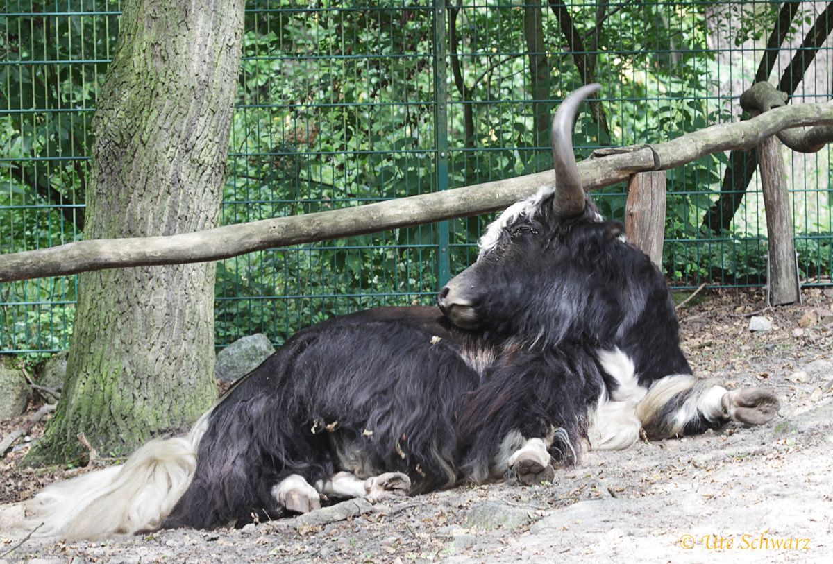 Klicken zum Vergrößern!