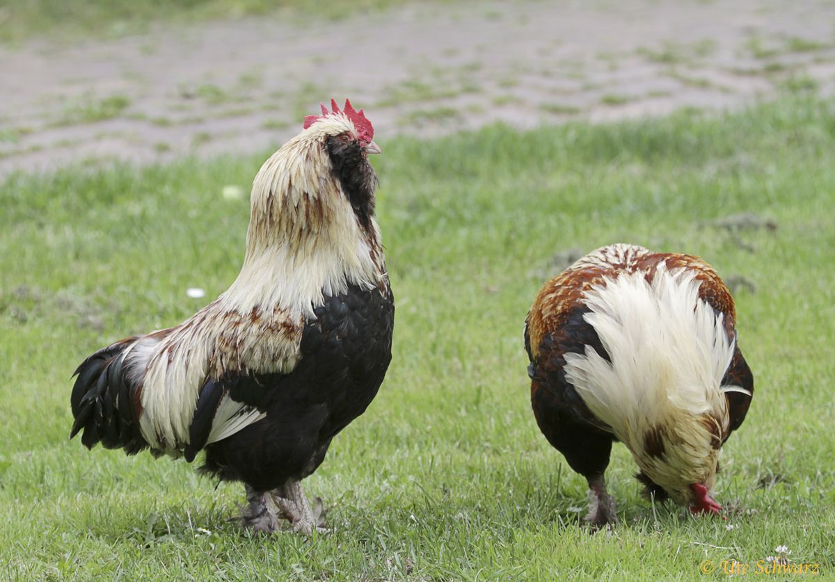 Klicken zum Vergr&ouml;&szlig;ern!