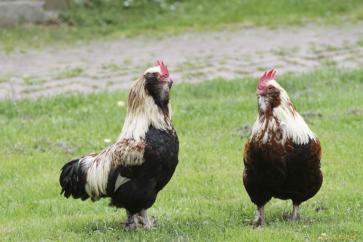 Klicken zum Vergrößern!