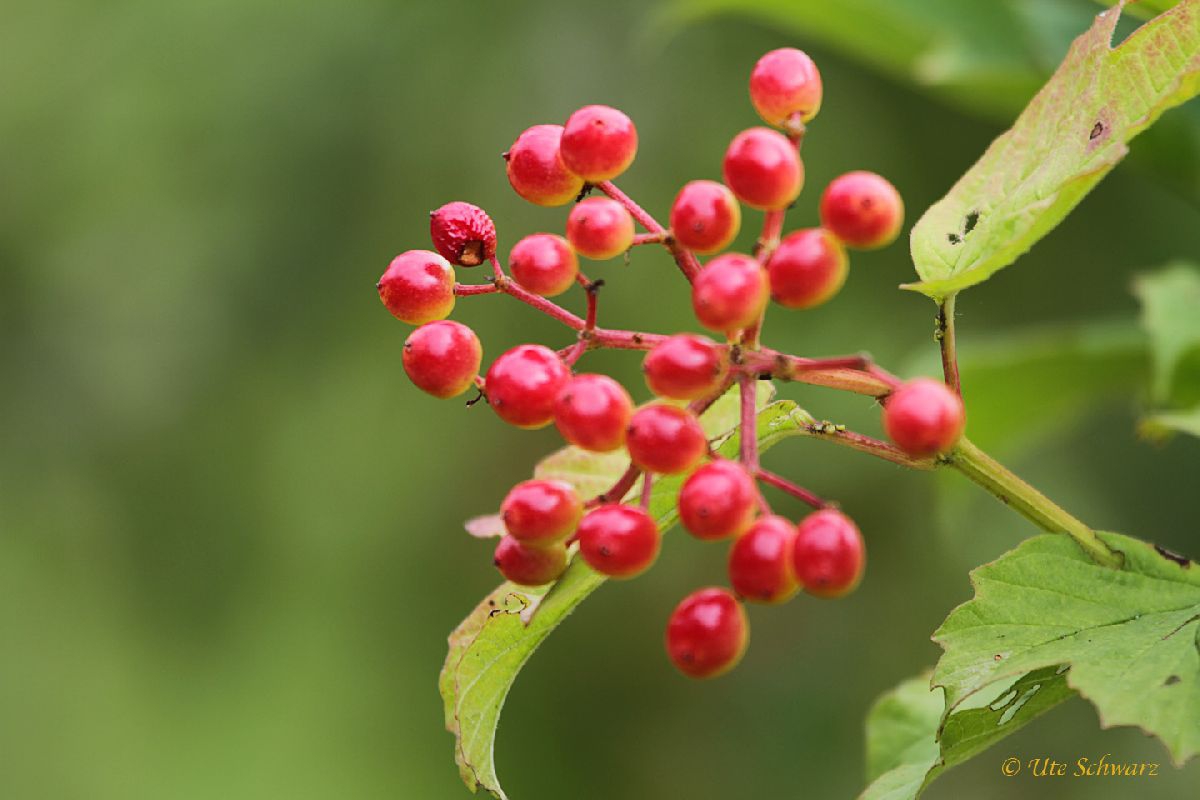Klicken zum Vergr&ouml;&szlig;ern!