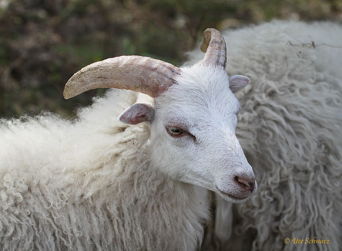Klicken zum Vergr&ouml;&szlig;ern!