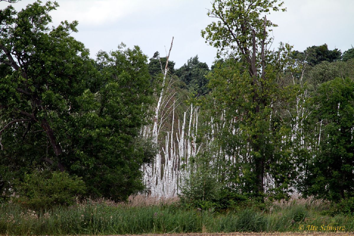 Klicken zum Vergr&ouml;&szlig;ern!