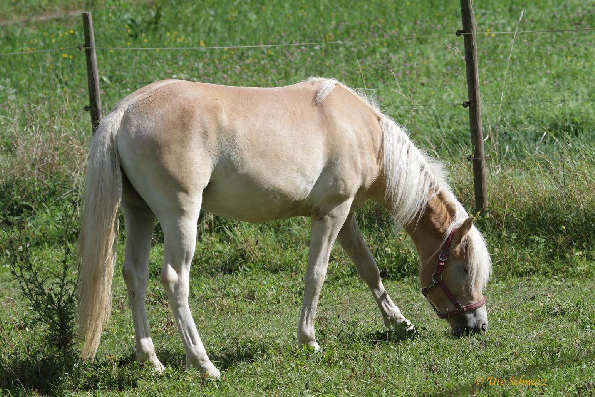 Klicken zum Vergr&ouml;&szlig;ern!