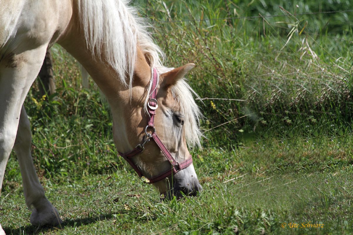 Klicken zum Vergr&ouml;&szlig;ern!