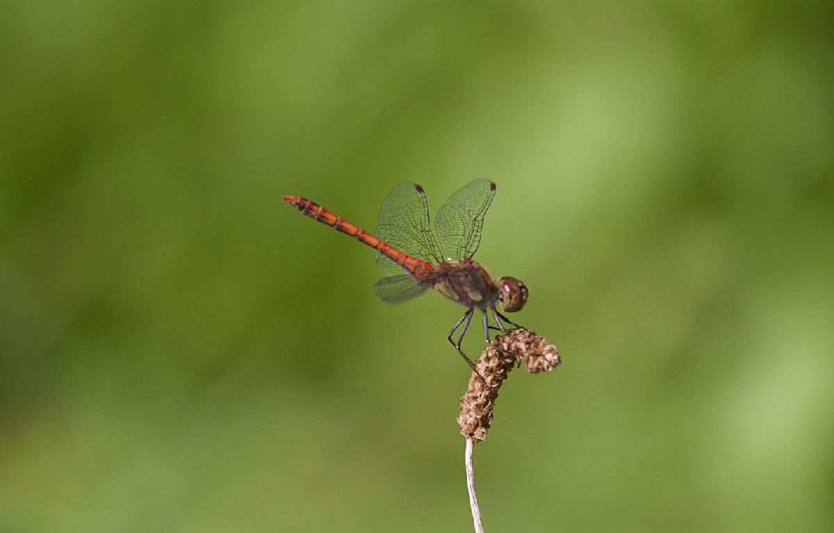 Klicken zum Vergr&ouml;&szlig;ern!