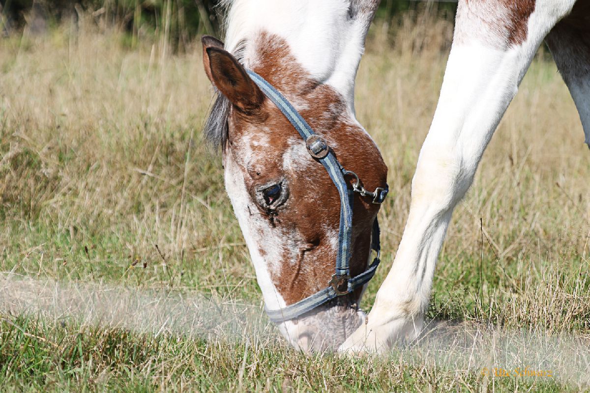 Klicken zum Vergr&ouml;&szlig;ern!