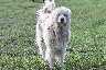 Der_Chien_de_Montagne_des_Pyrénées,_Pyrenäenberghund.jpg