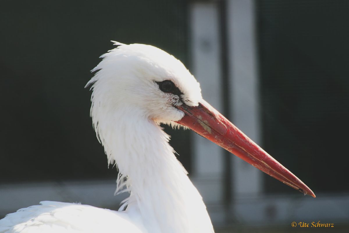 Klicken zum Vergr&ouml;&szlig;ern!