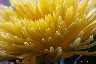Spinnenchrysantheme.jpg