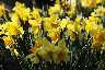 Yellow_Spring.jpg