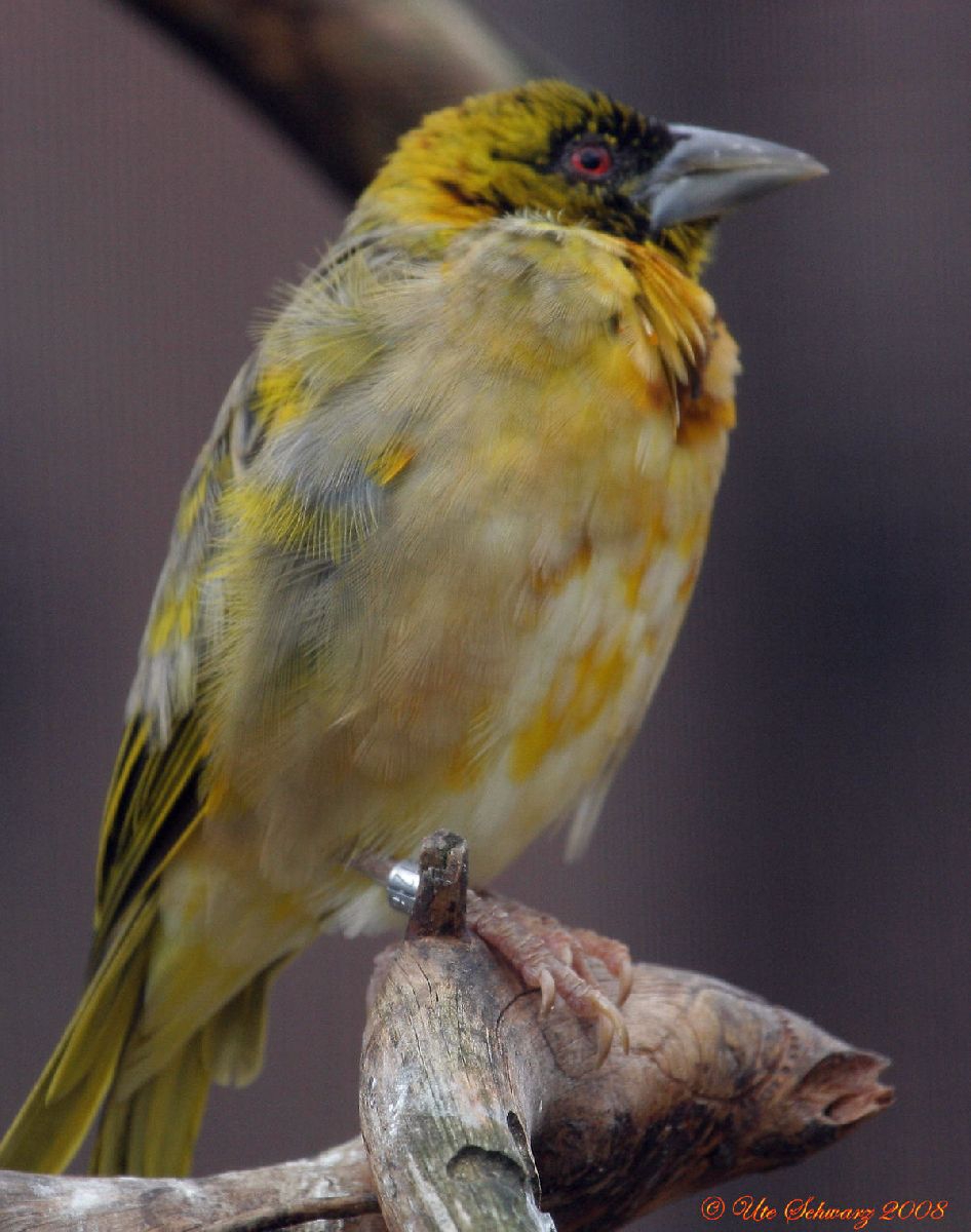 Klicken zum Vergr&ouml;&szlig;ern!
