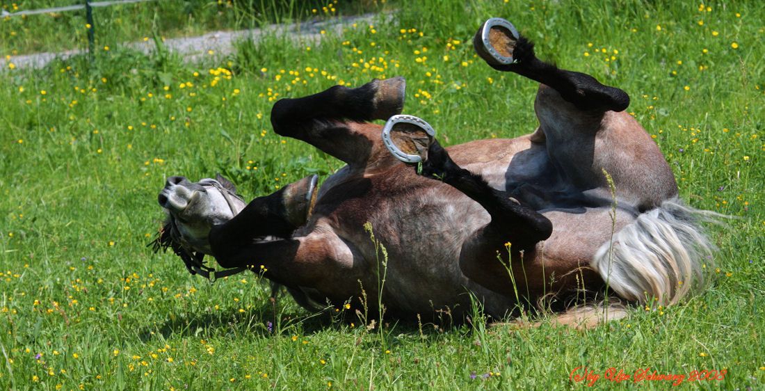 Klicken zum Vergr&ouml;&szlig;ern!