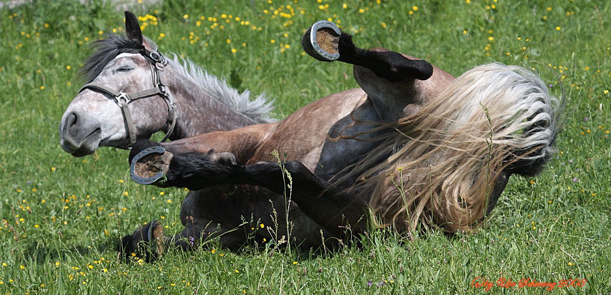 Klicken zum Vergr&ouml;&szlig;ern!