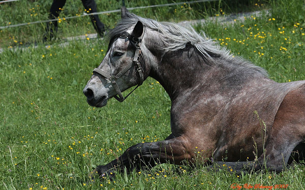 Klicken zum Vergr&ouml;&szlig;ern!