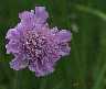 scabiose02.jpg